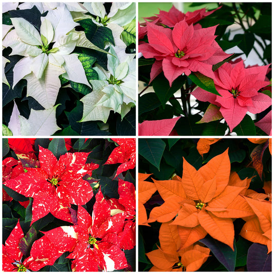 Poinsettia Varieties (15cm)