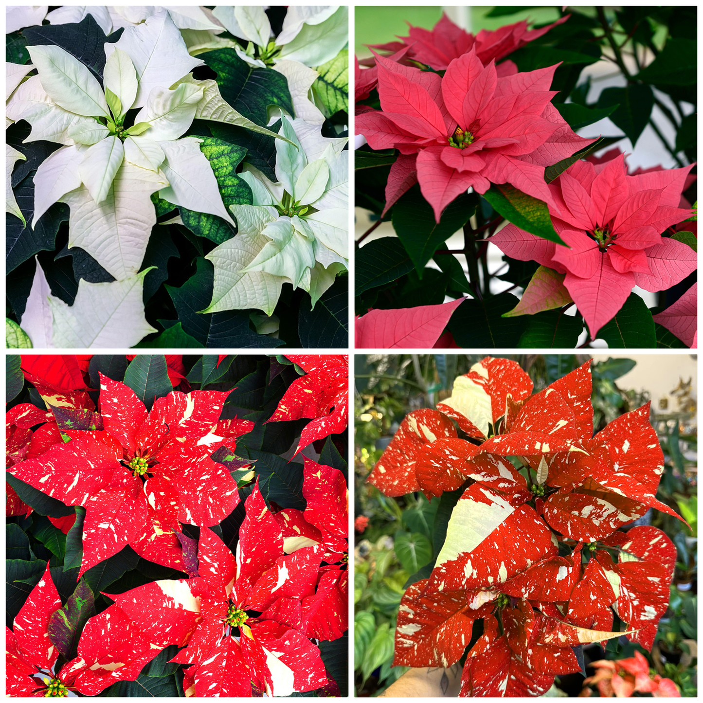 Poinsettia Varieties (15cm)