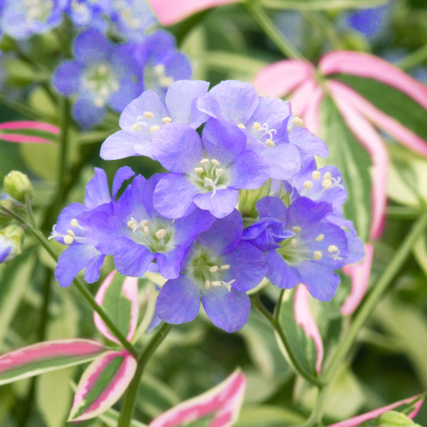 Polemonium Stairway to Heaven