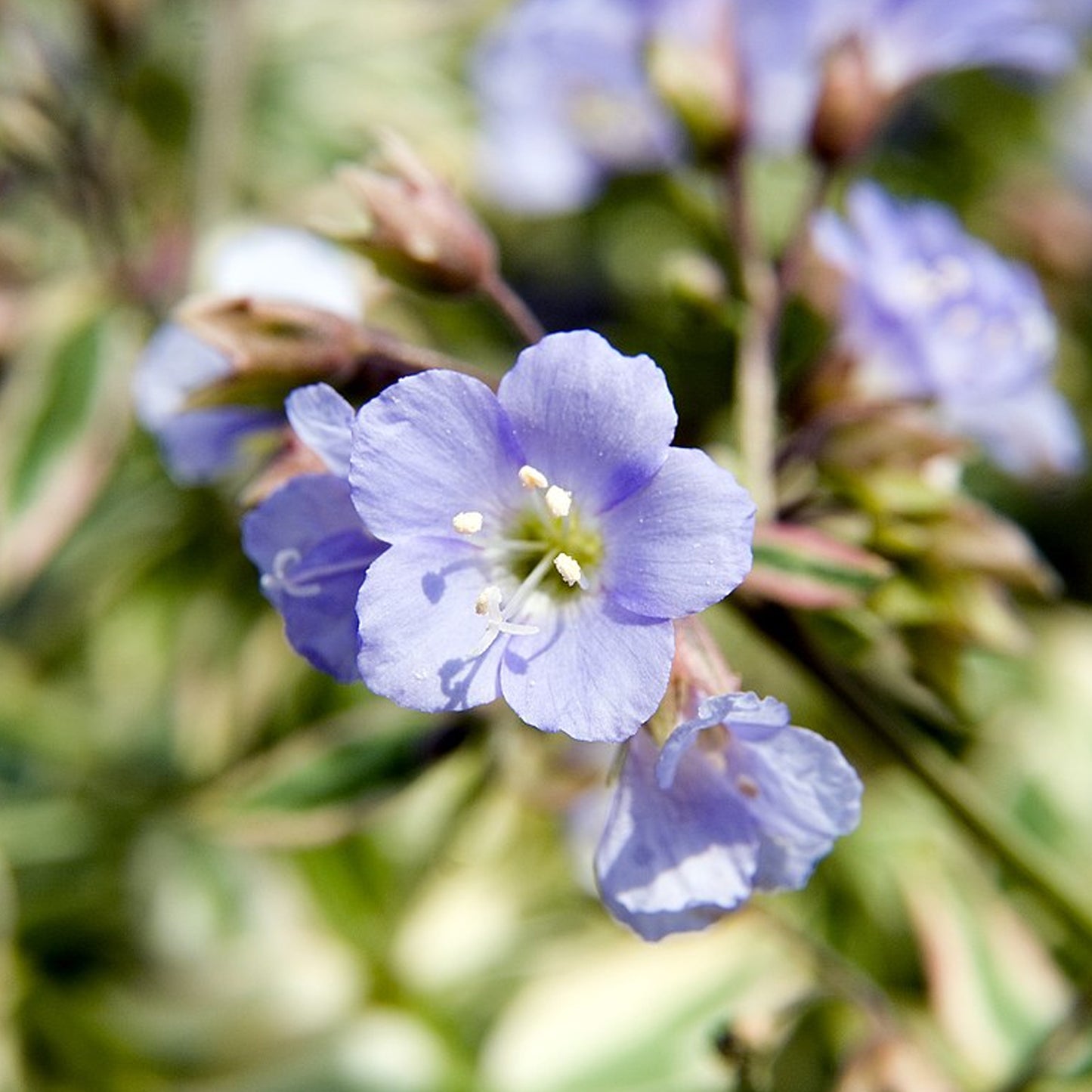 Polemonium Stairway to Heaven