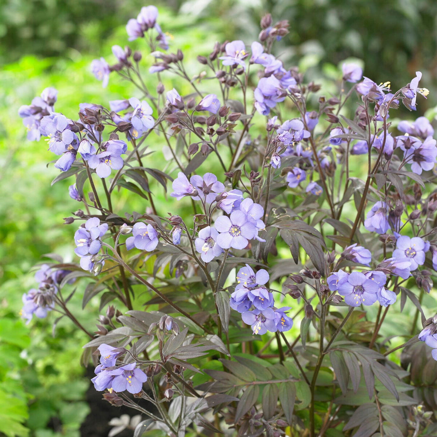 Polemonium Heaven Scent