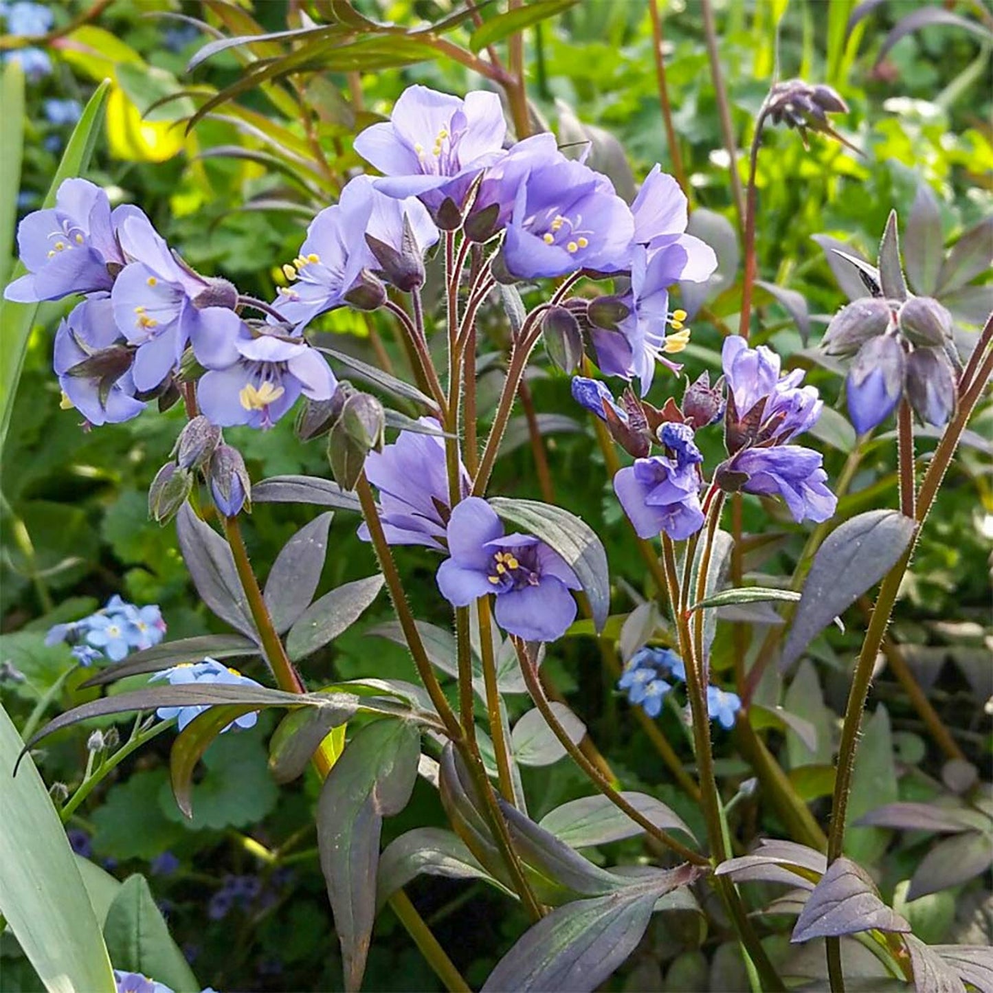 Polemonium Heaven Scent