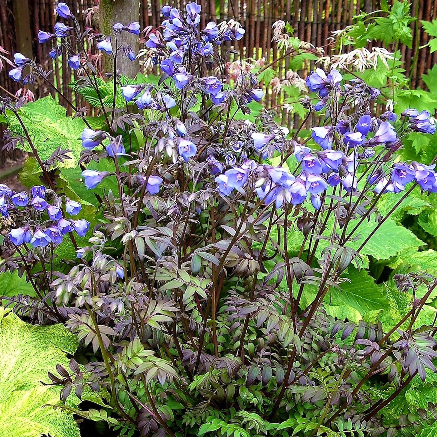 Polemonium Heaven Scent