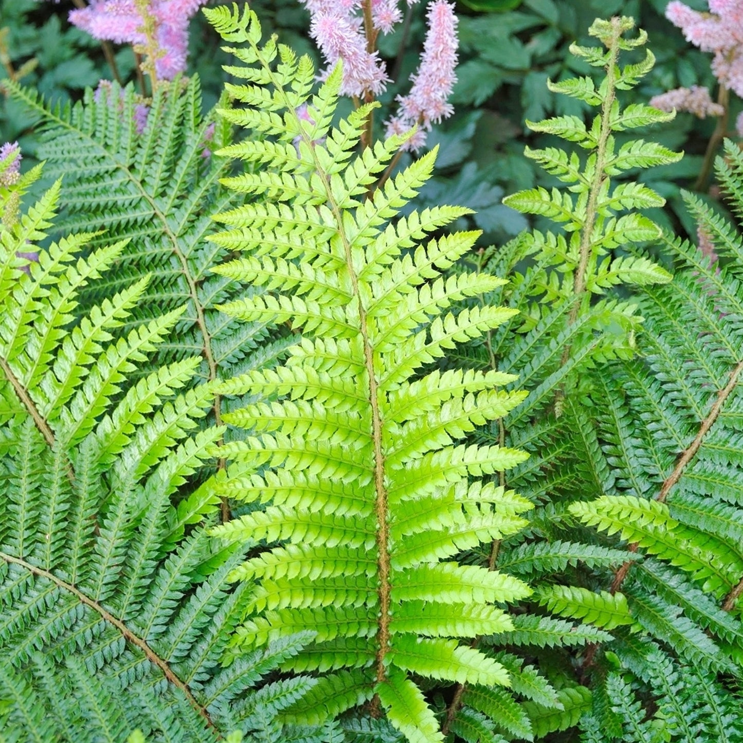 Polystichum Setiferum