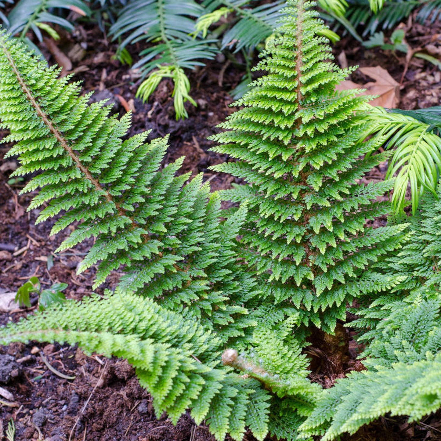 Polystichum Setiferum