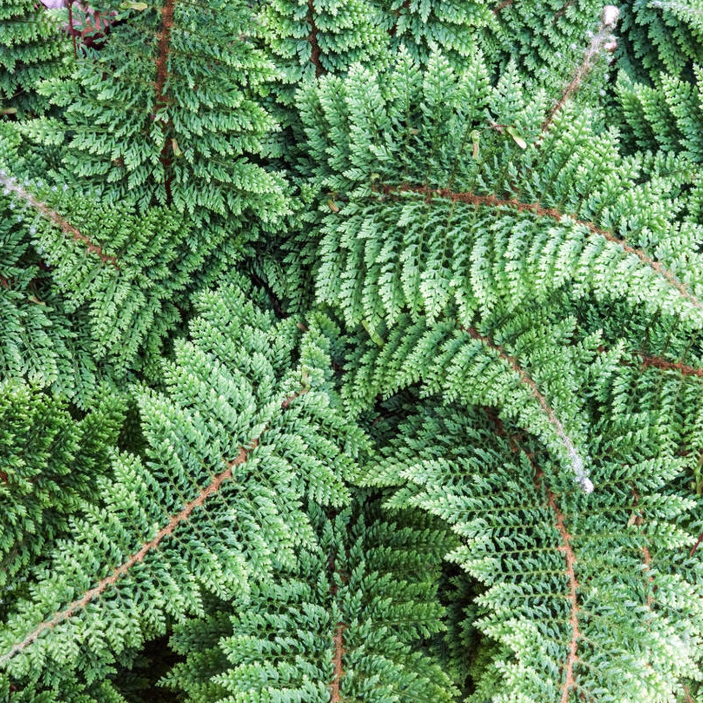 Polystichum Setiferum