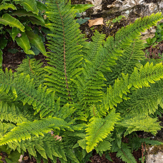 Polystichum Herrenhausen