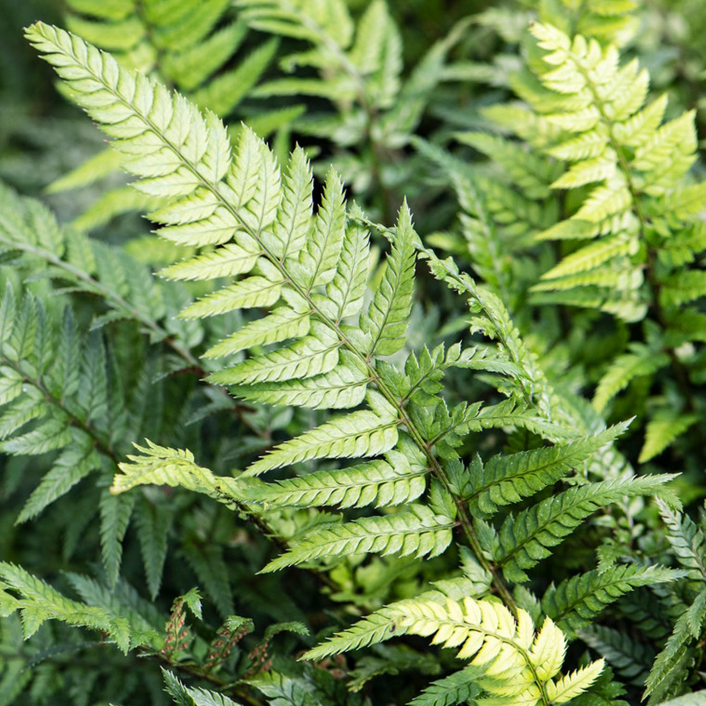 Polystichum Tsus-simense