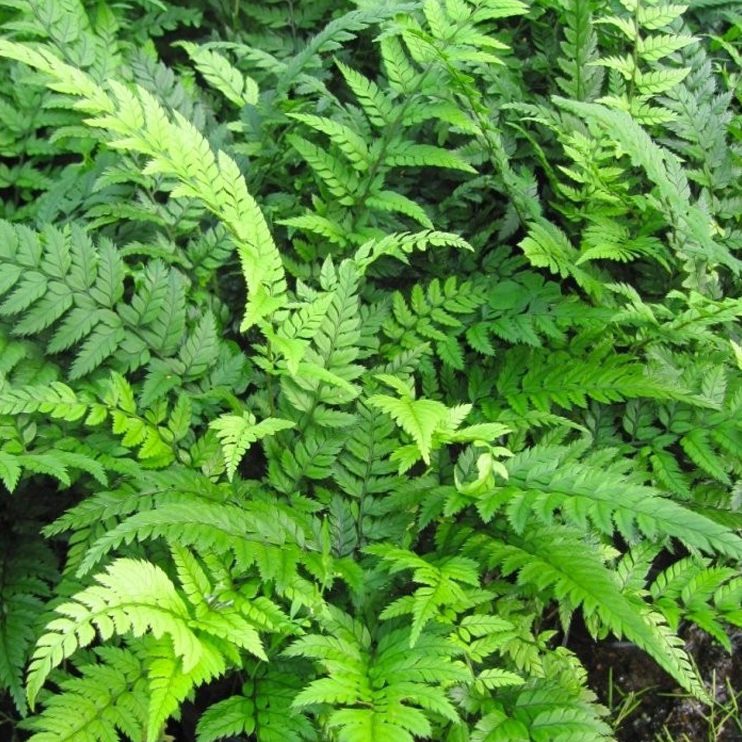 Polystichum Tsus-simense