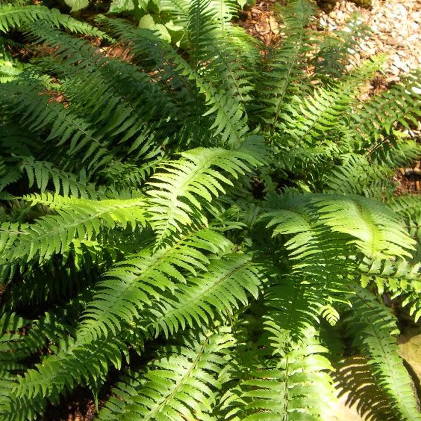 Polystichum Tsus-simense