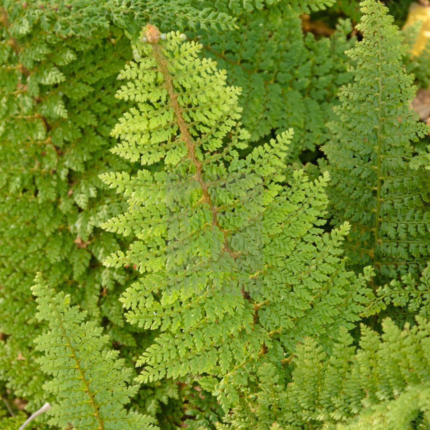 Polystichum Plumosum Densum