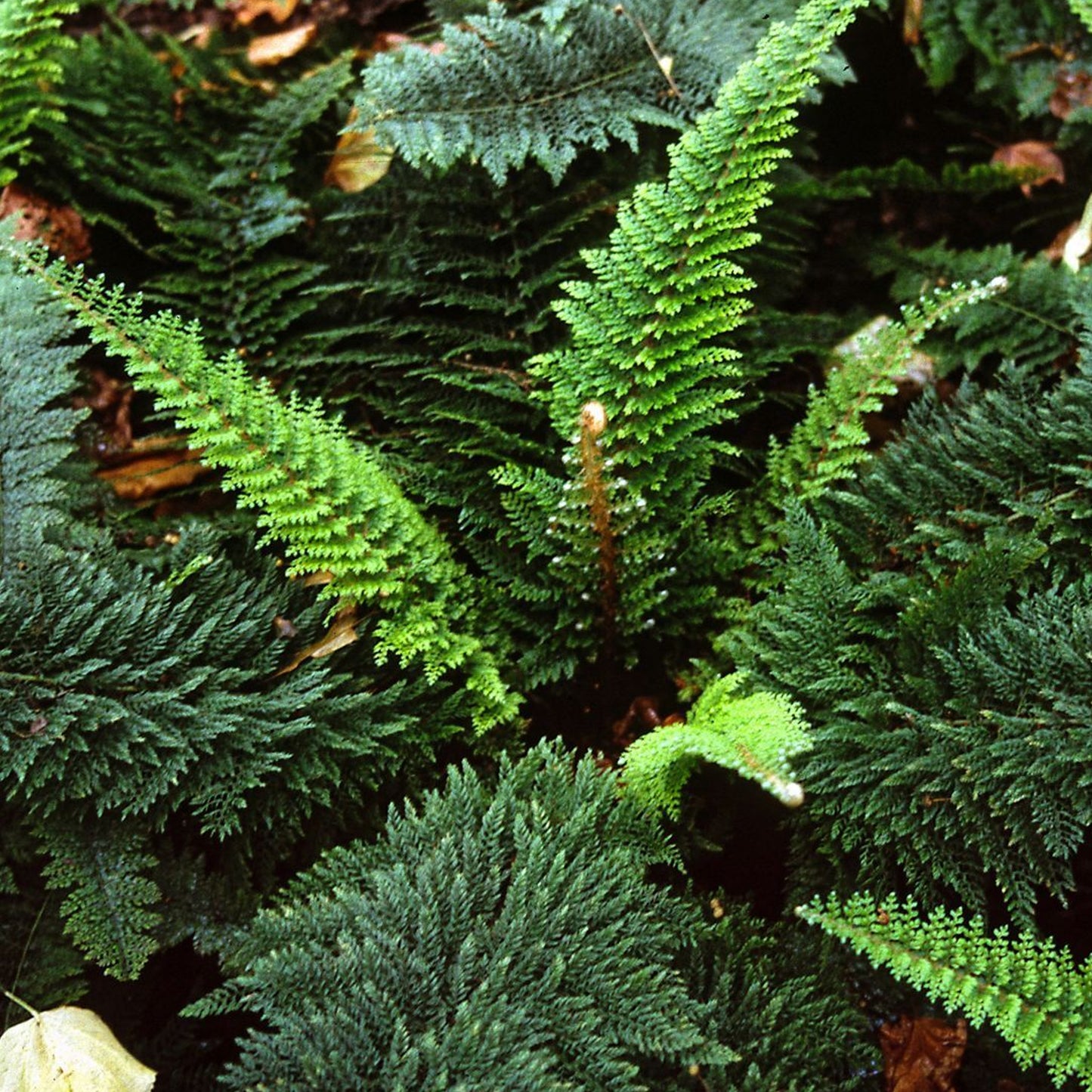 Polystichum Plumosum Densum