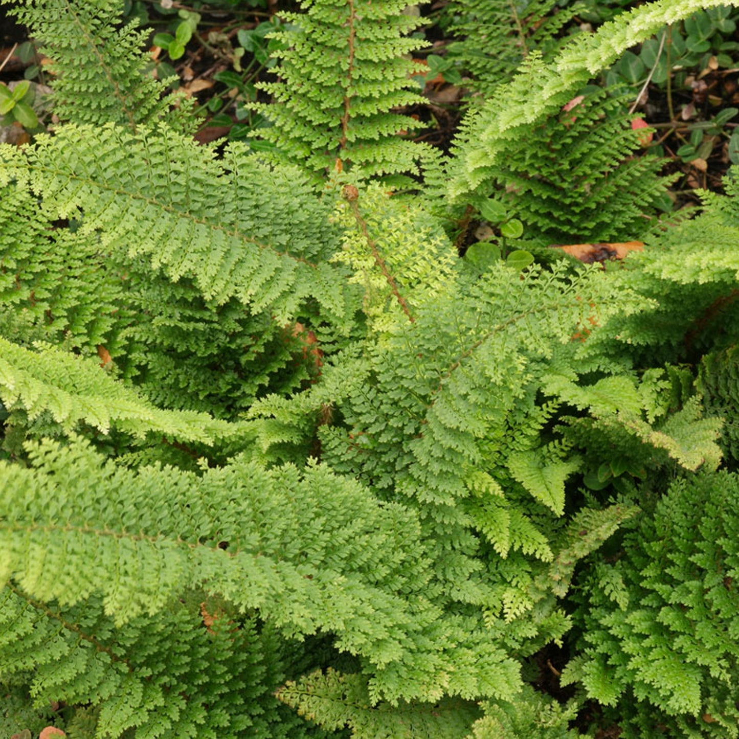 Polystichum Plumosum Densum