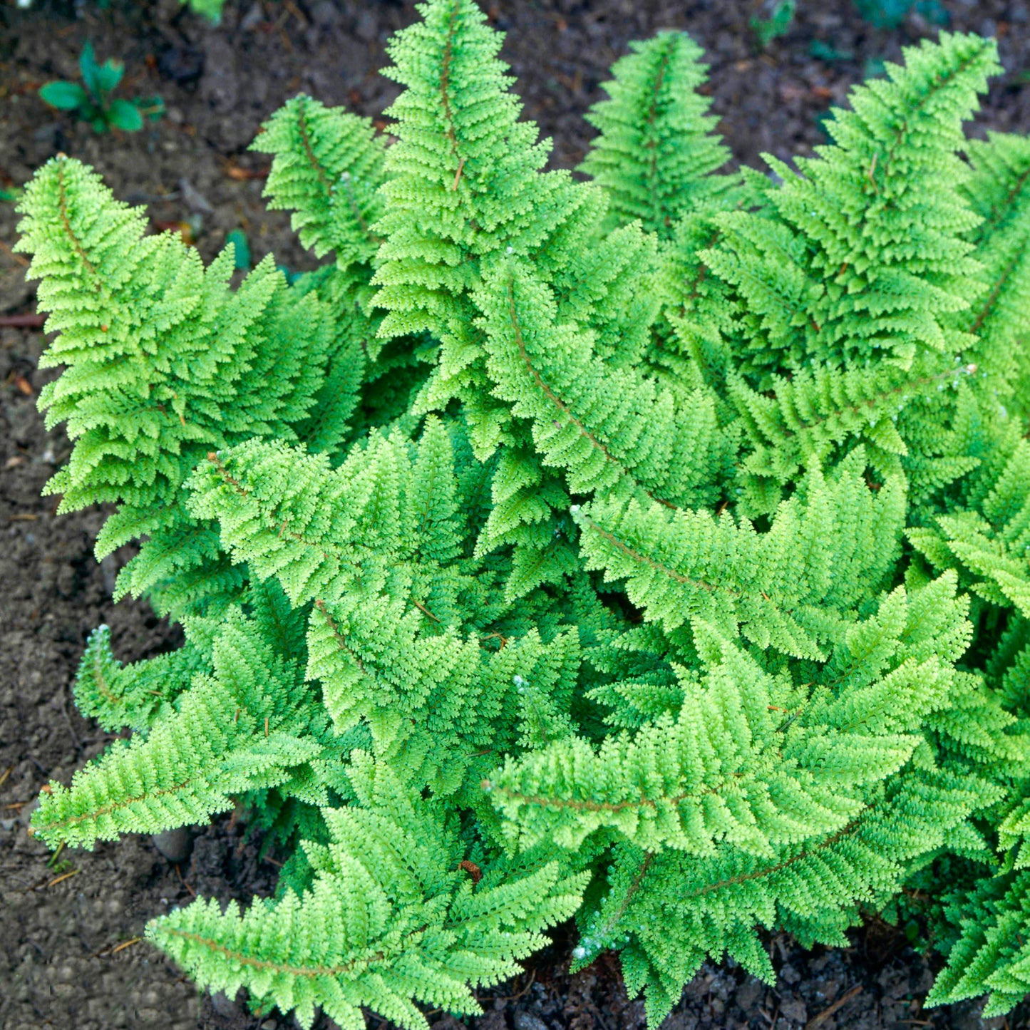 Polystichum Plumosum Densum