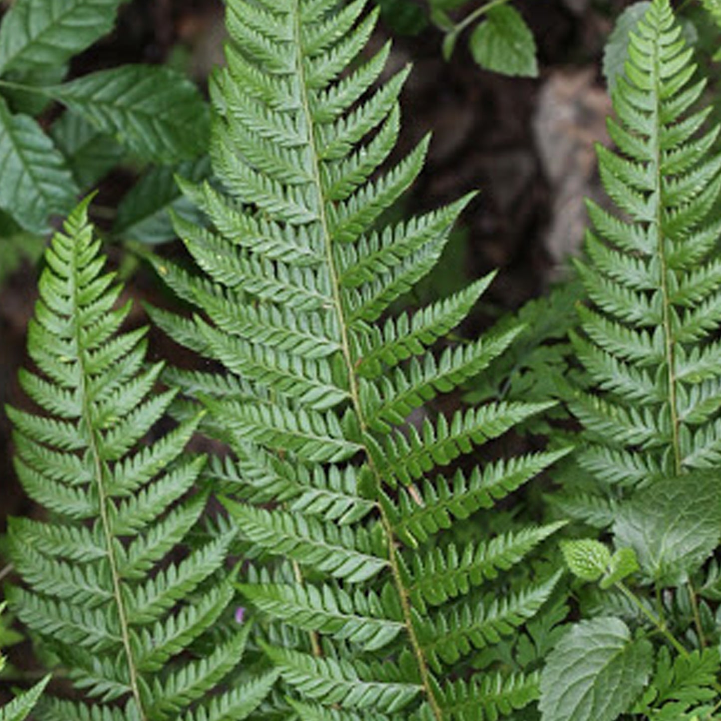 Polystichum Aculeatum