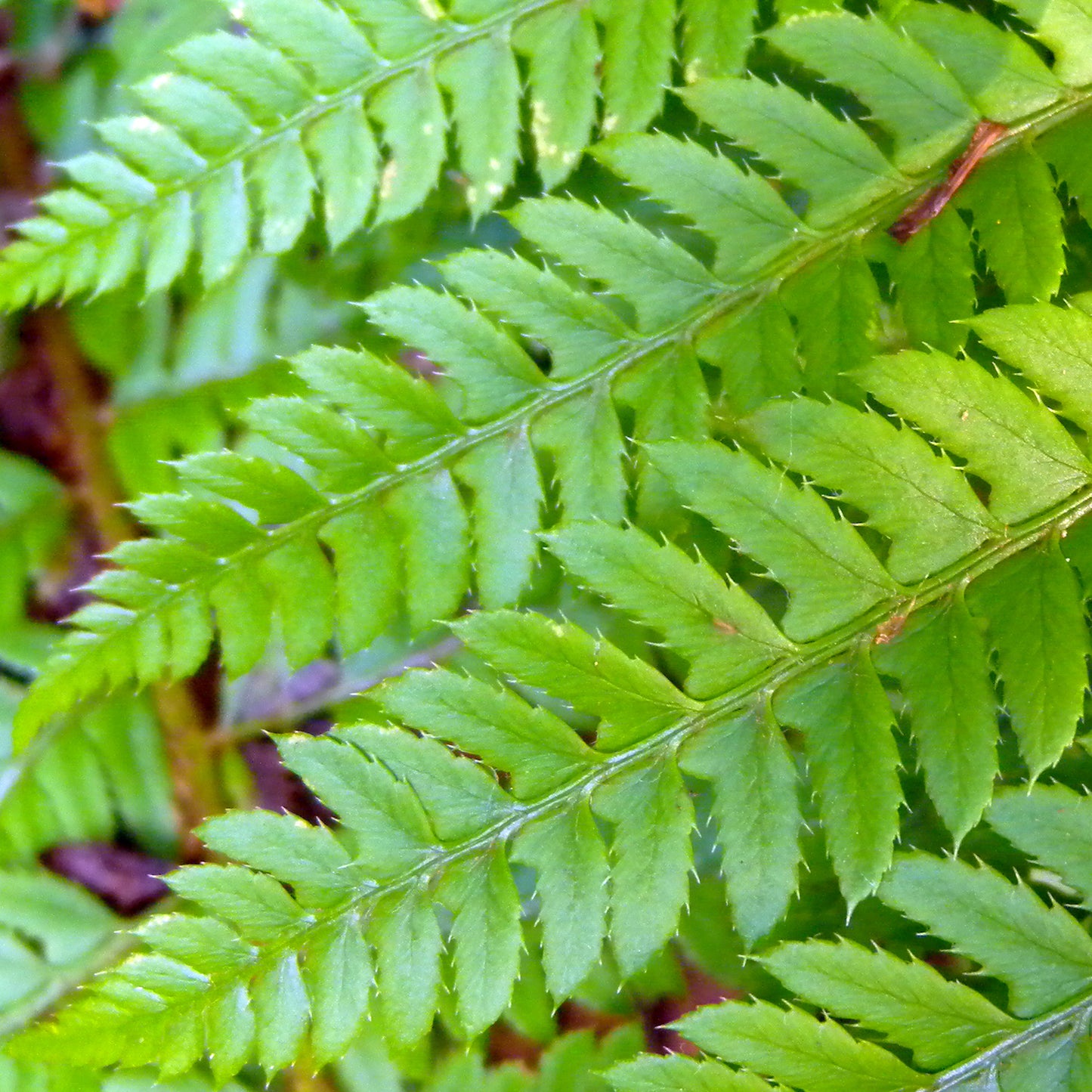 Polystichum Aculeatum