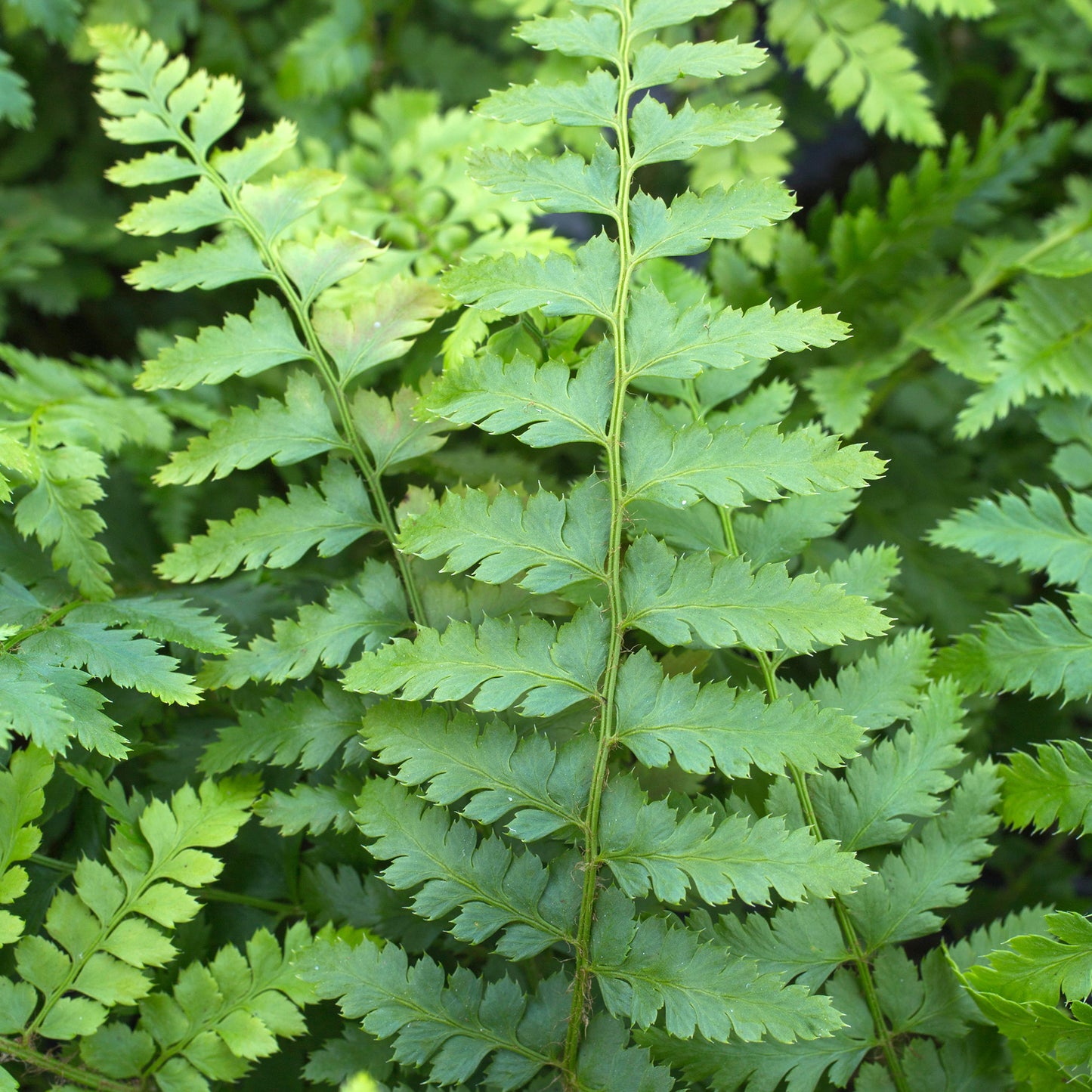 Polystichum Braunii