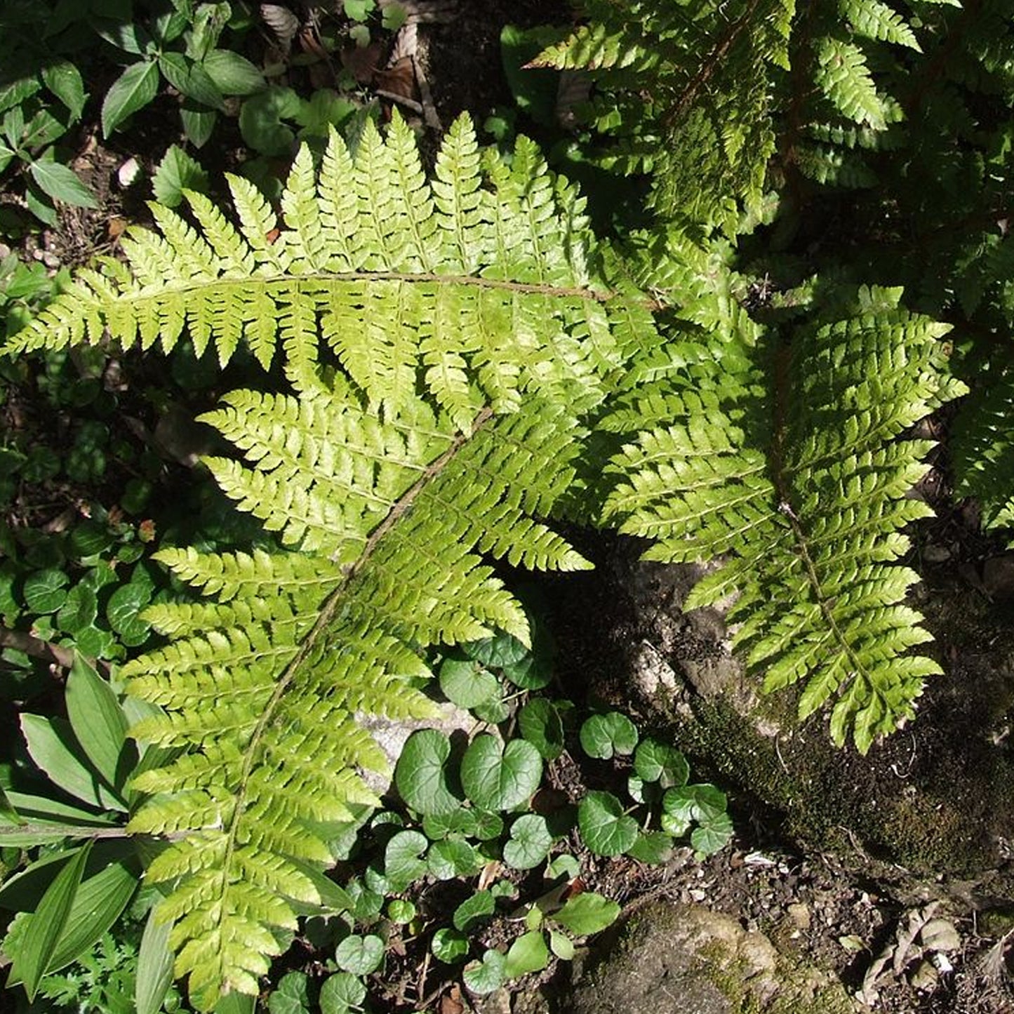 Polystichum Braunii