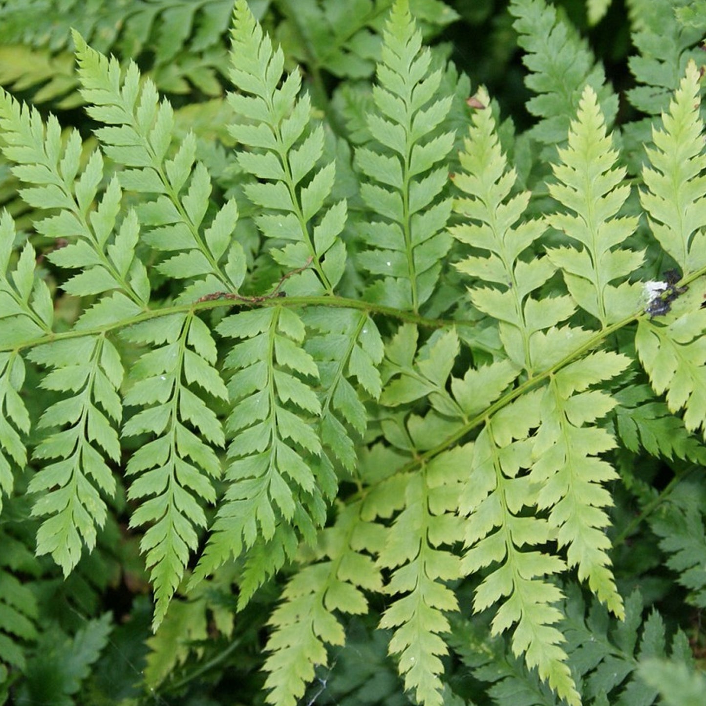 Polystichum Braunii