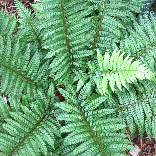 Polystichum Makinoi