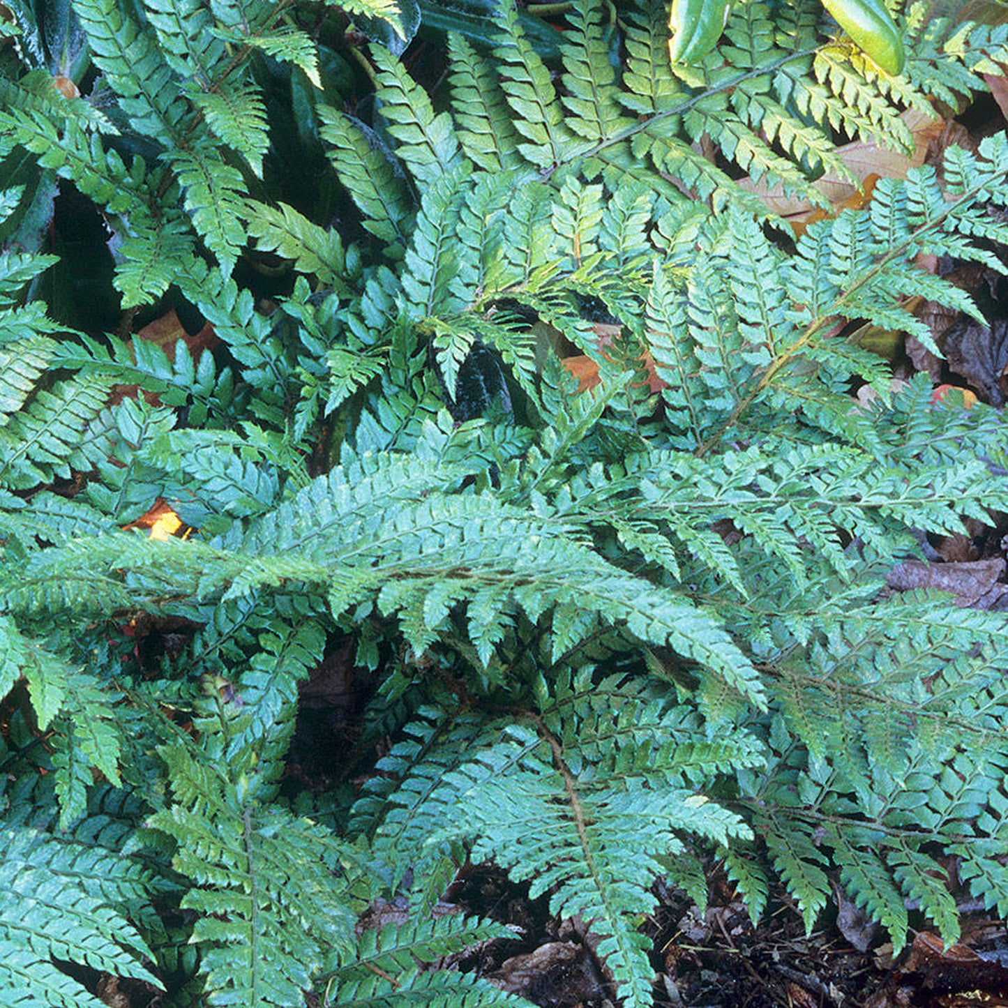 Polystichum Makinoi