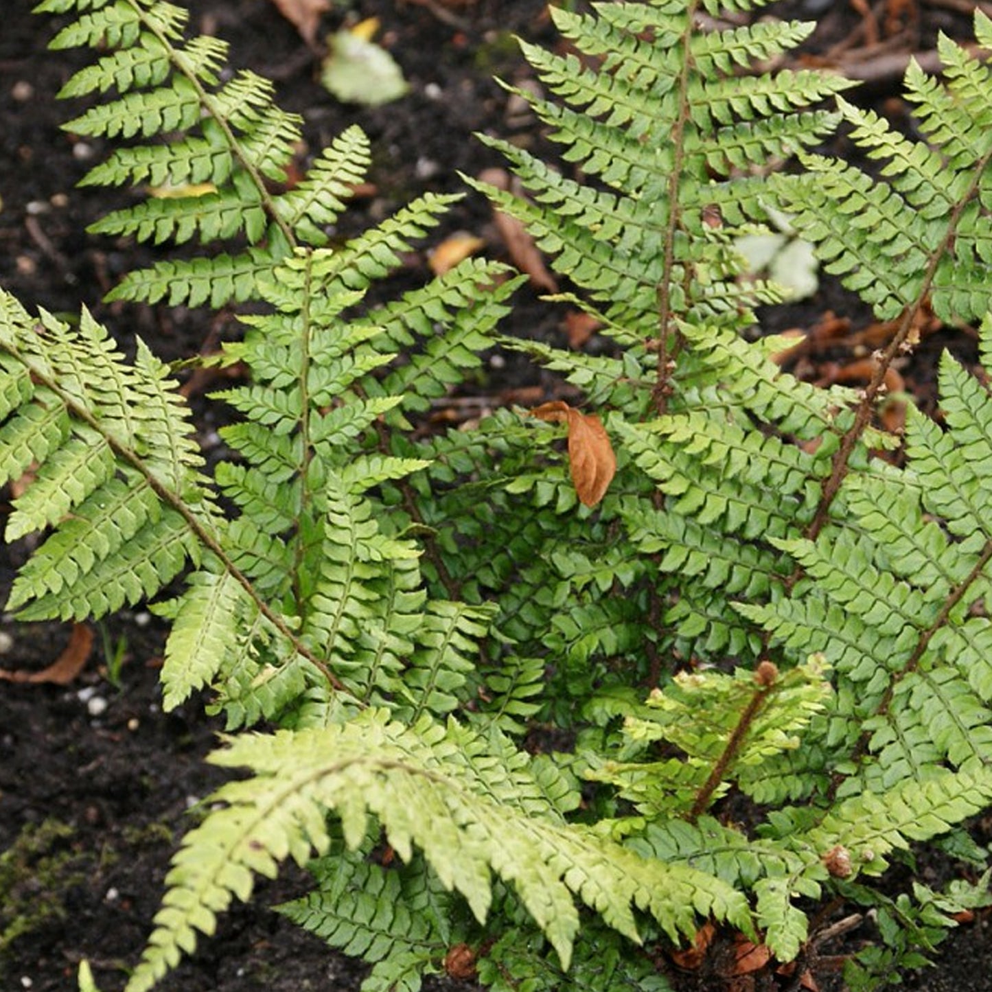 Polystichum Makinoi