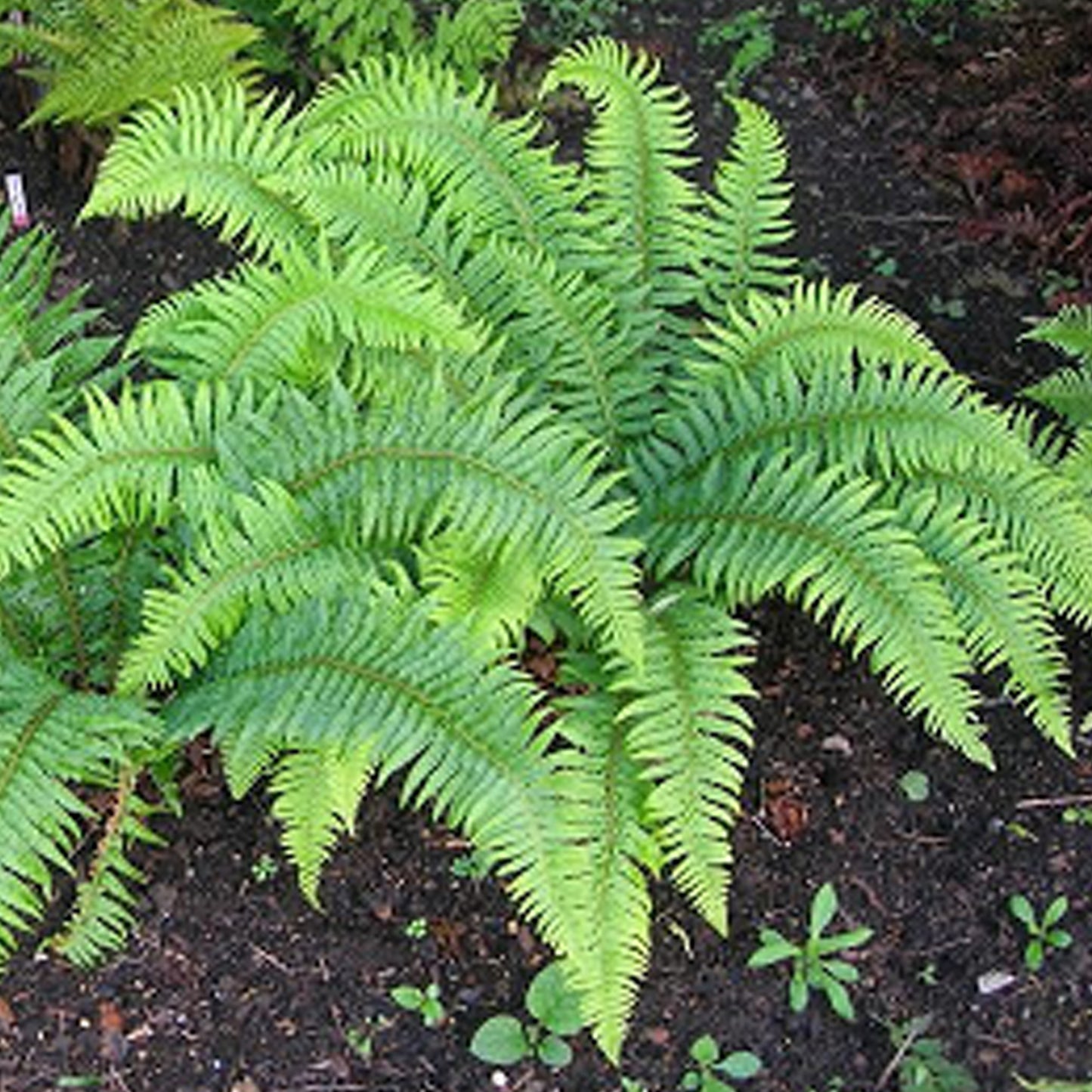 Polystichum Polyblepharum