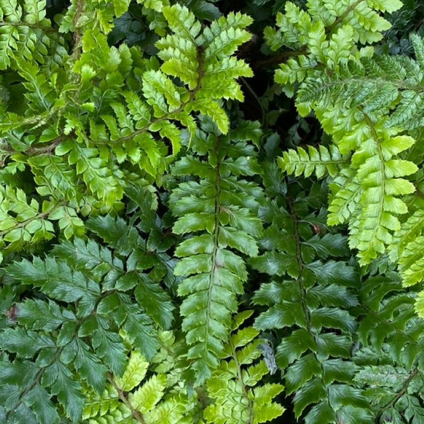 Polystichum Polyblepharum