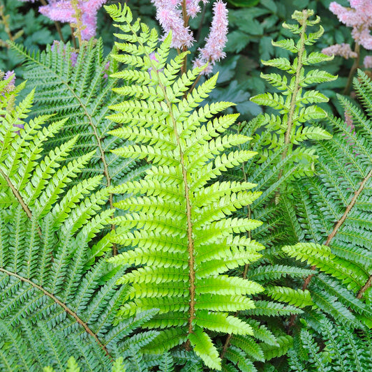 Polystichum Proliferum