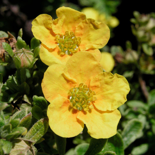 Potentilla Mango Tango