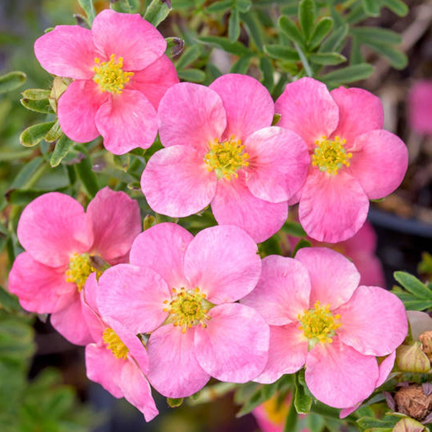 Potentilla Bellissima