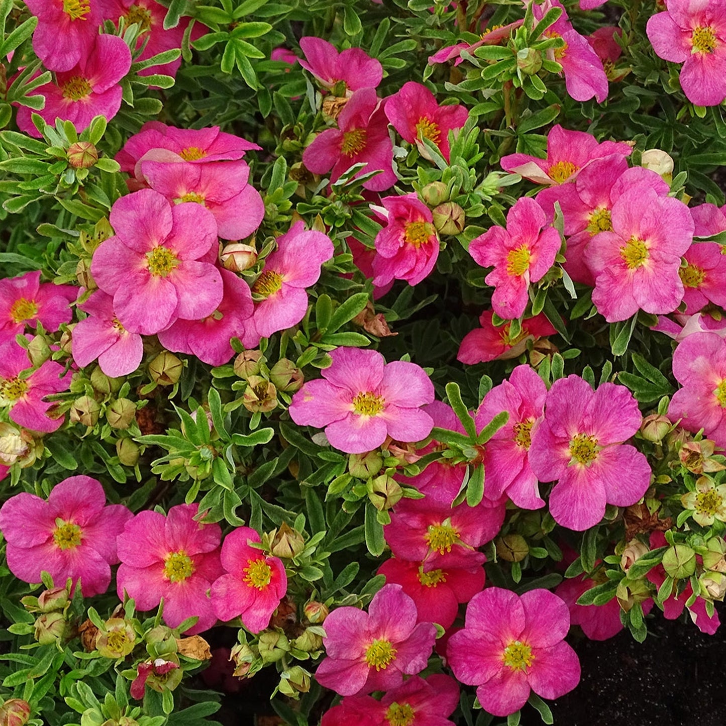 Potentilla Bellissima