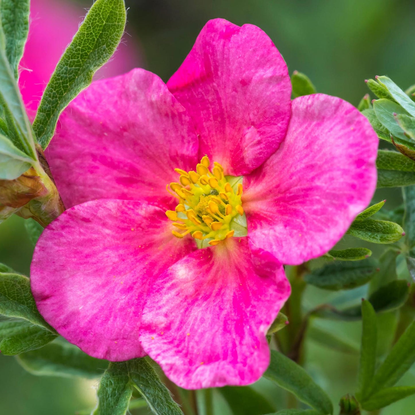 Potentilla Bellissima