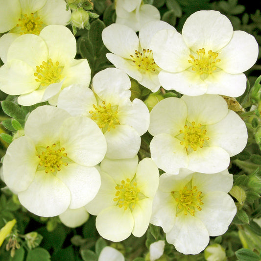 Potentilla Primrose Beauty