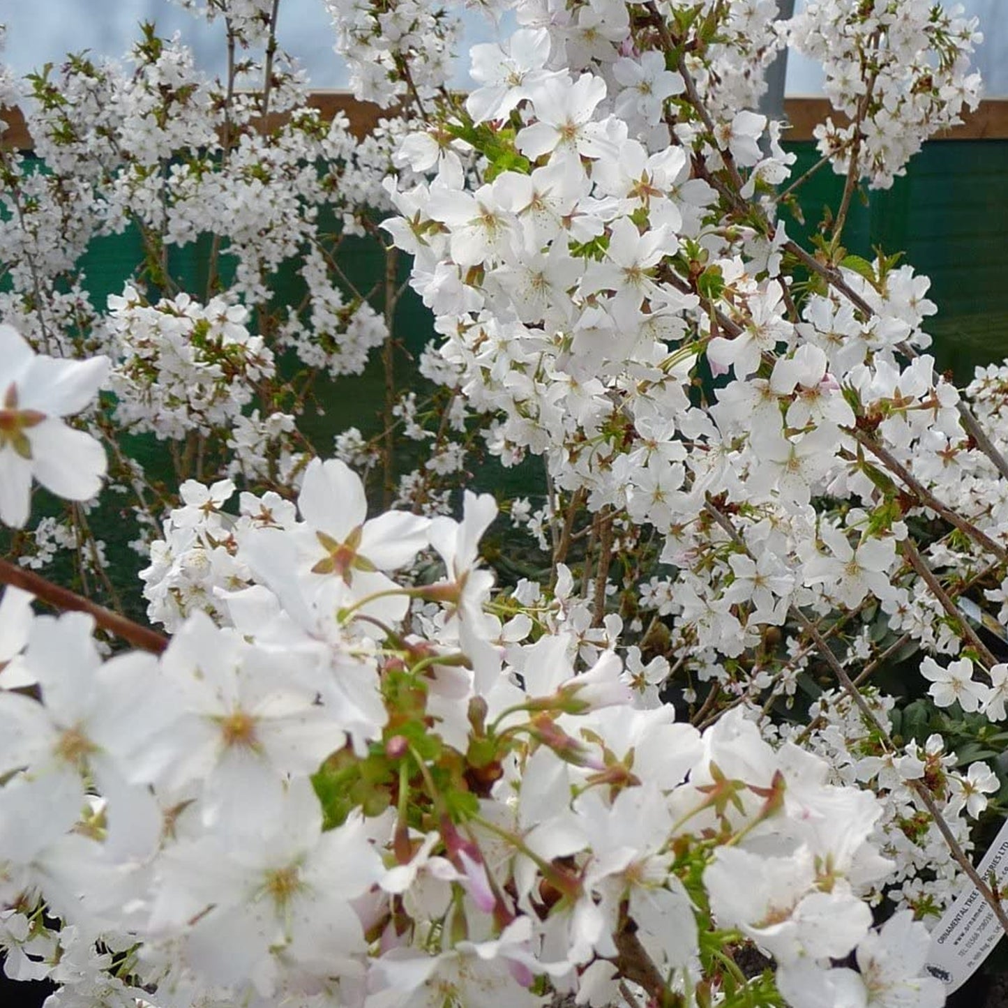 Prunus Brilliant Patio Tree