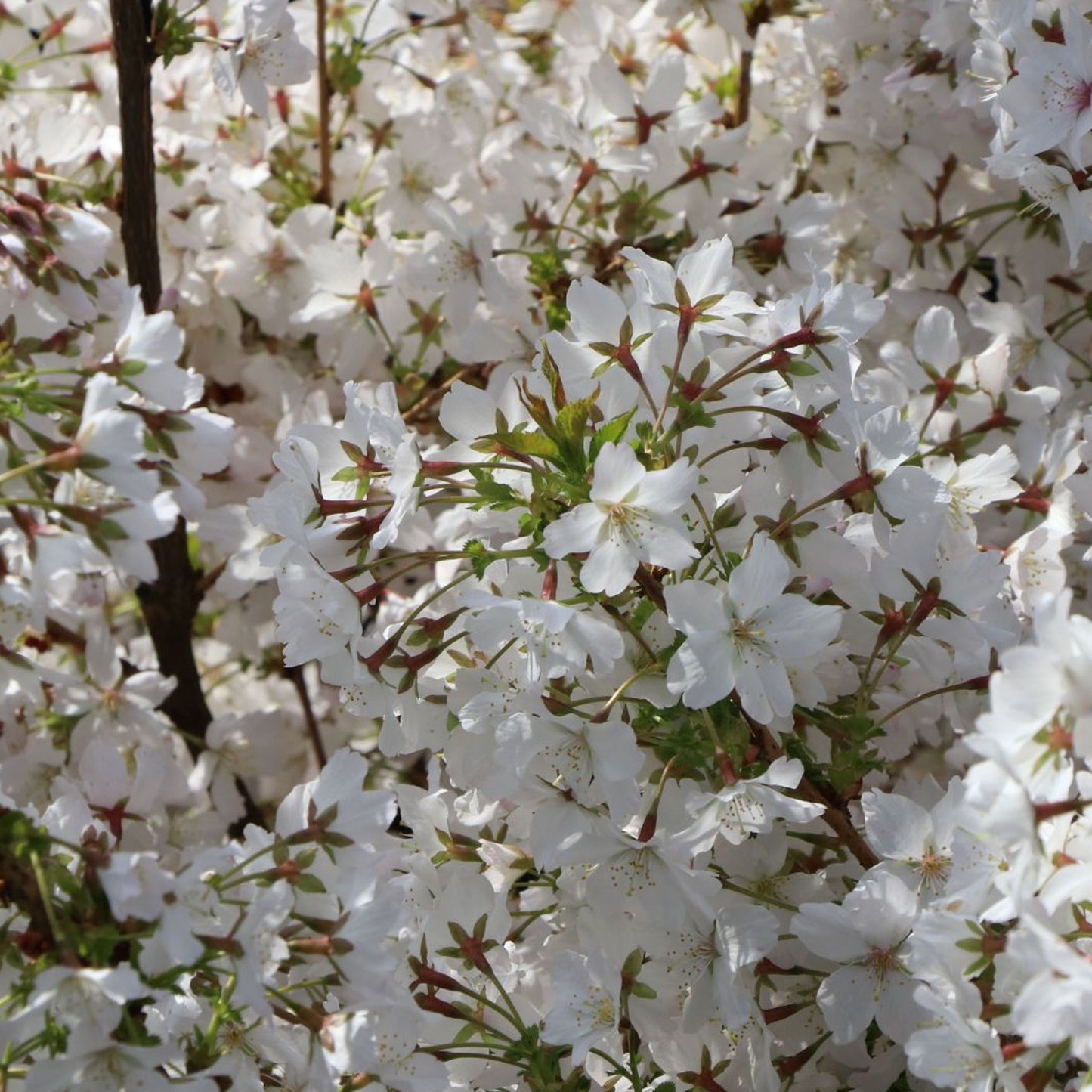 Prunus Brilliant Patio Tree