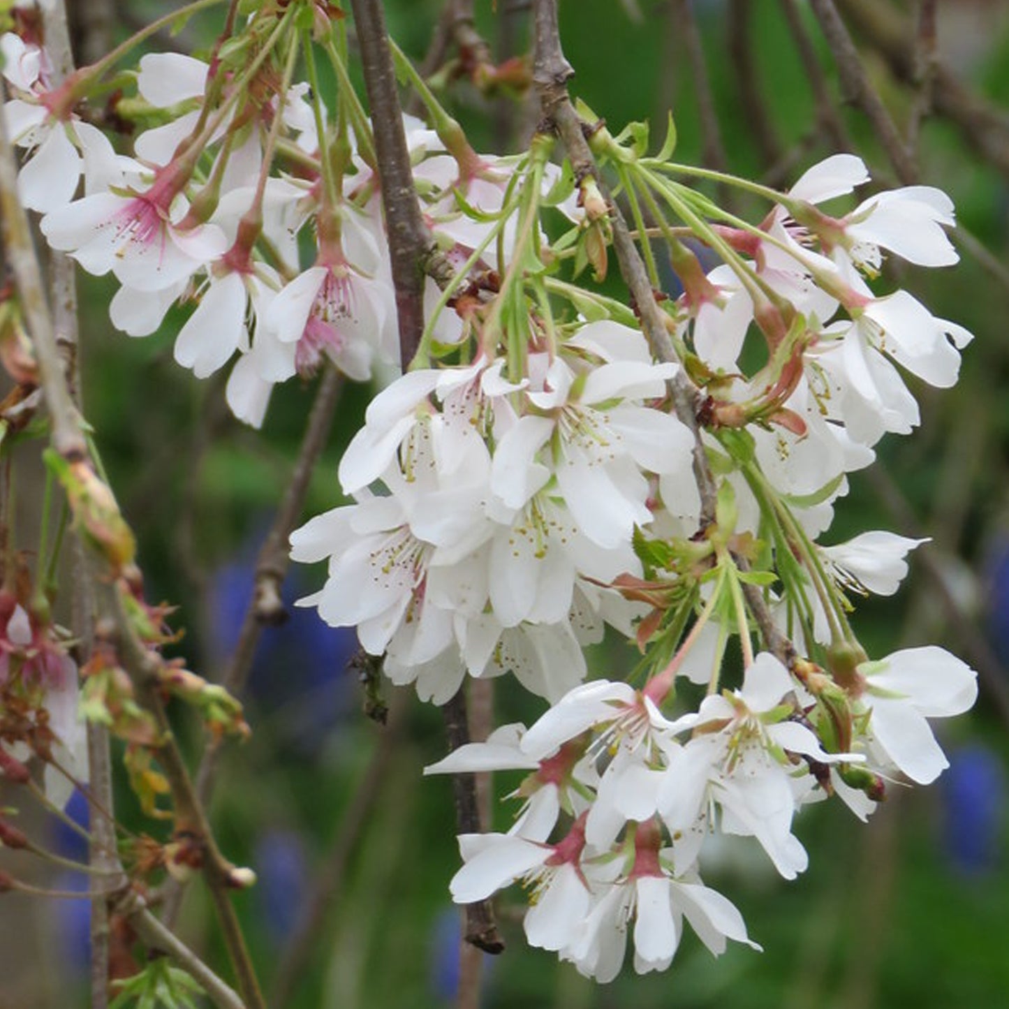 Prunus Ivensii Patio Tree