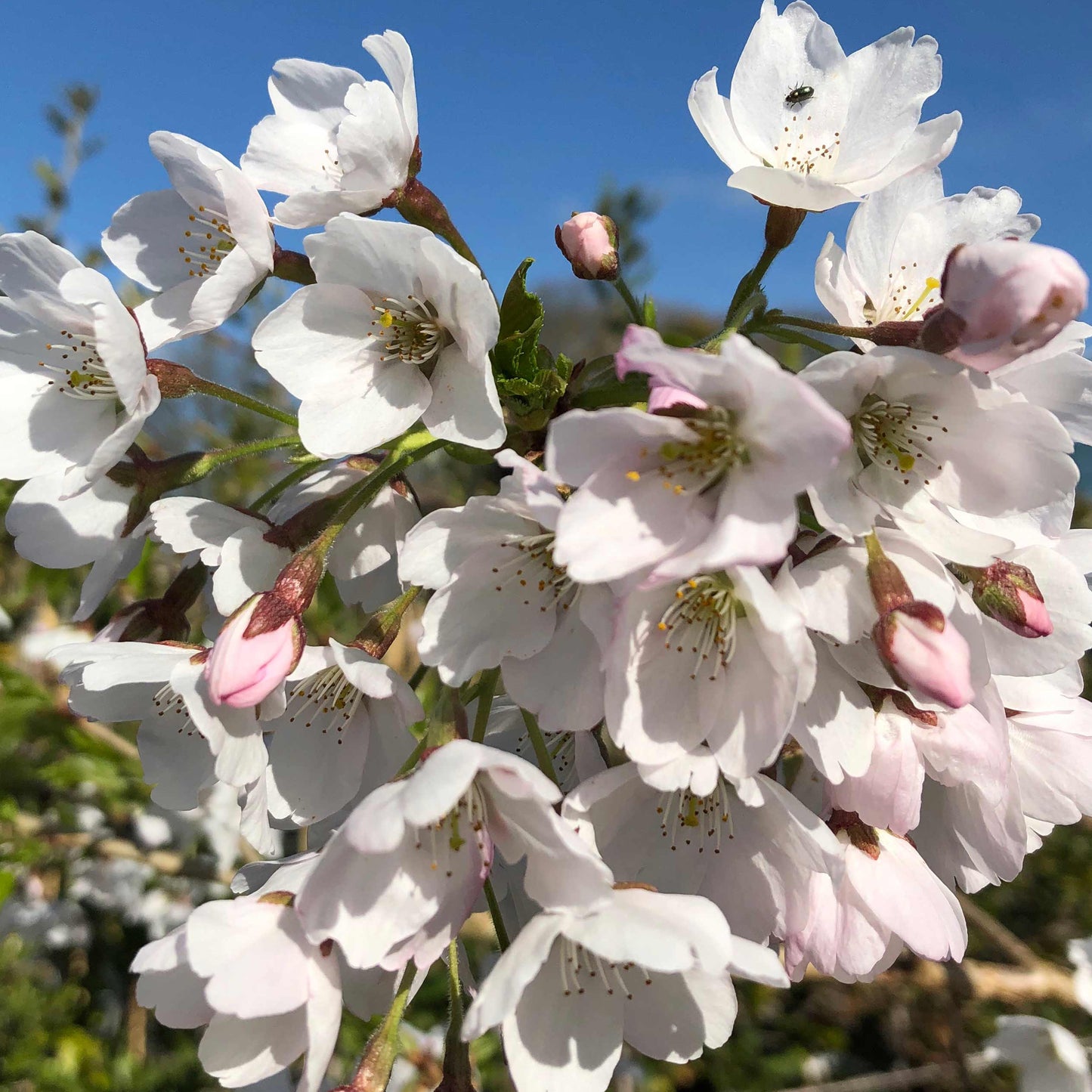 Prunus Ivensii Patio Tree