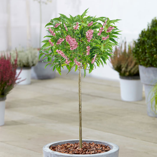 Prunus Okame Patio Tree