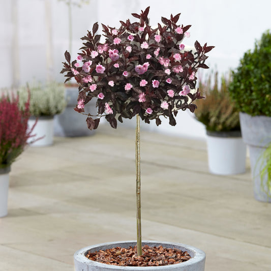 Prunus Royal Burgundy Patio Tree