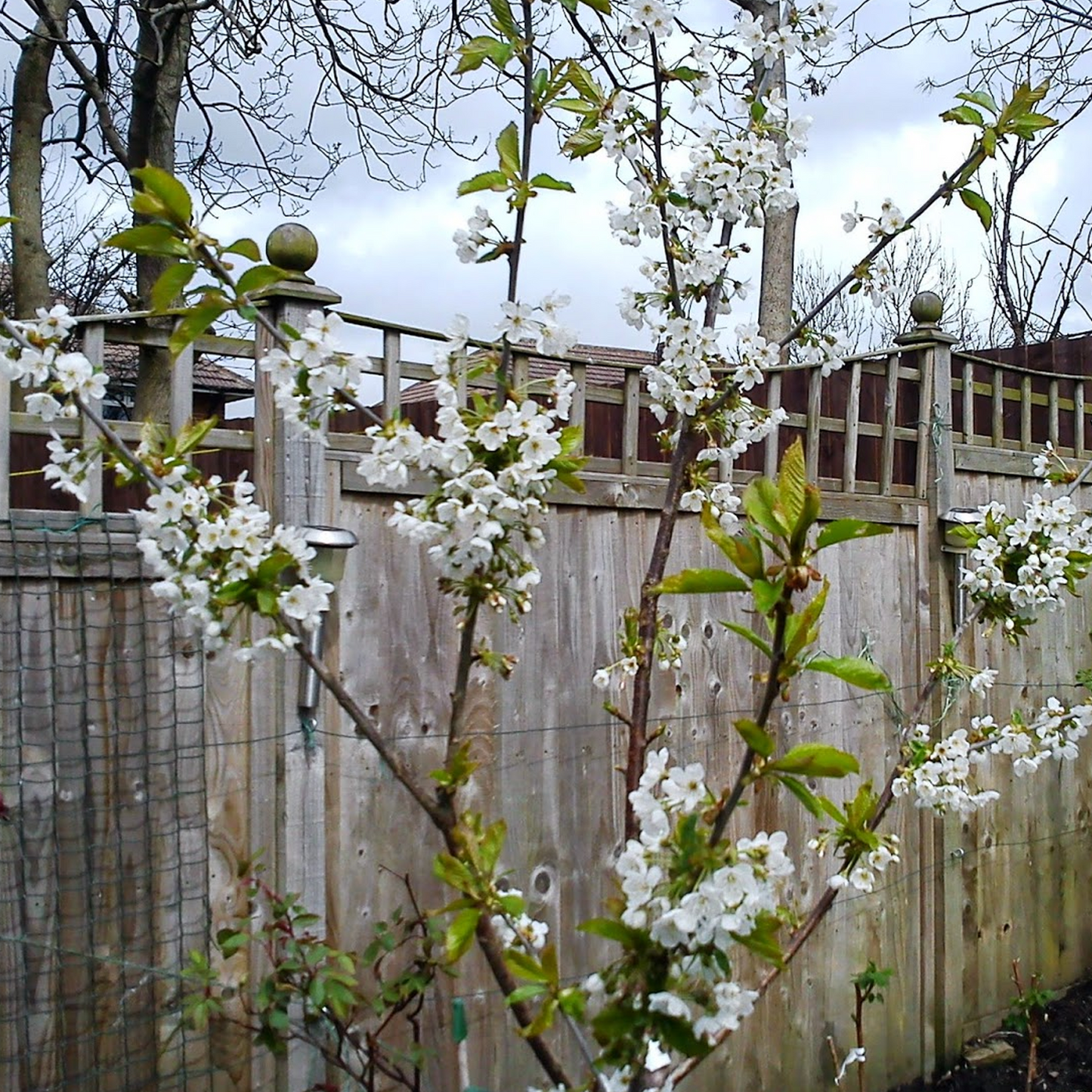 Cherry Stella (12L, 4-5ft)