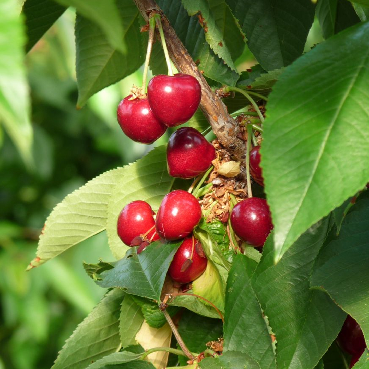 Cherry Stella (12L, 4-5ft)