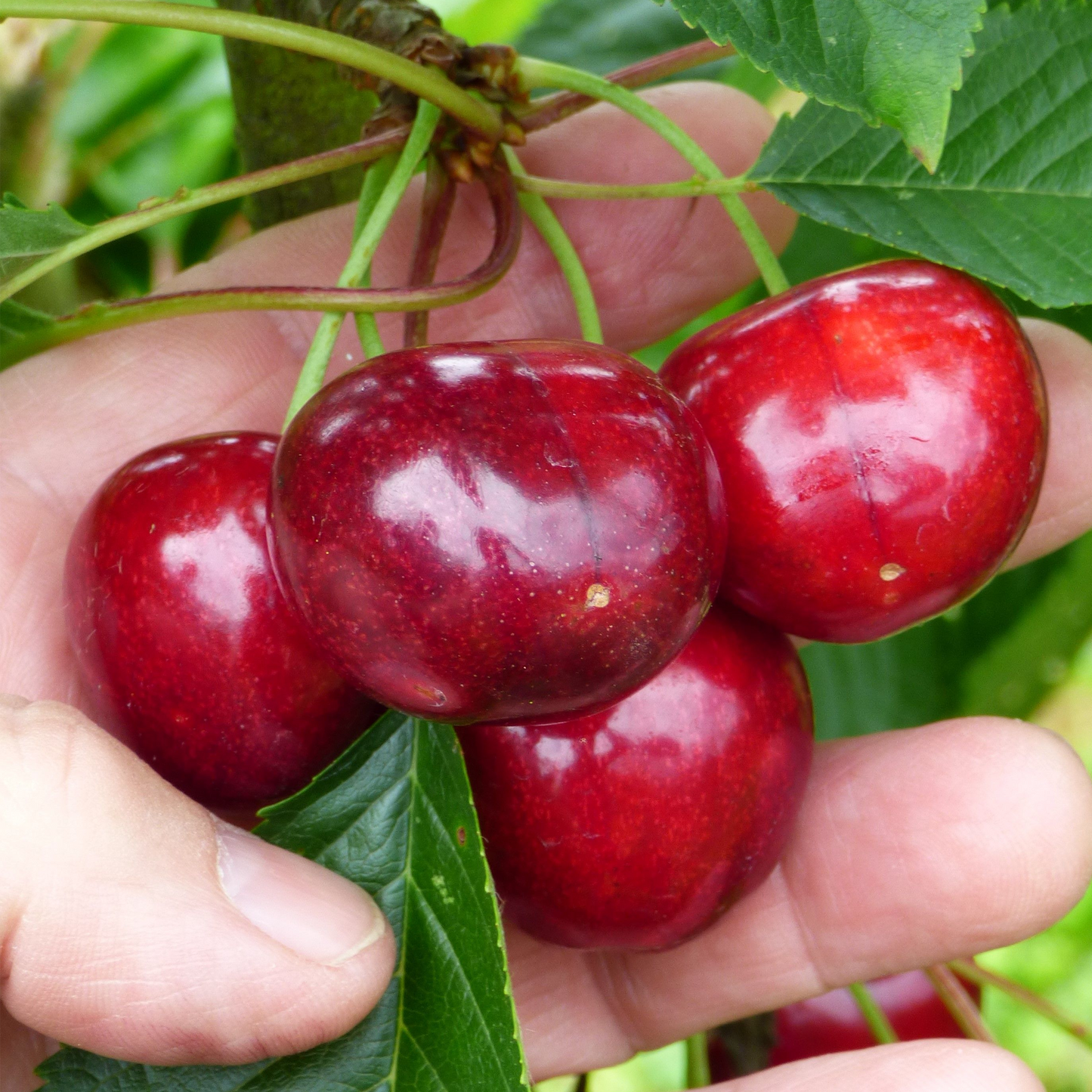 Cherry Stella (12L, 4-5ft)