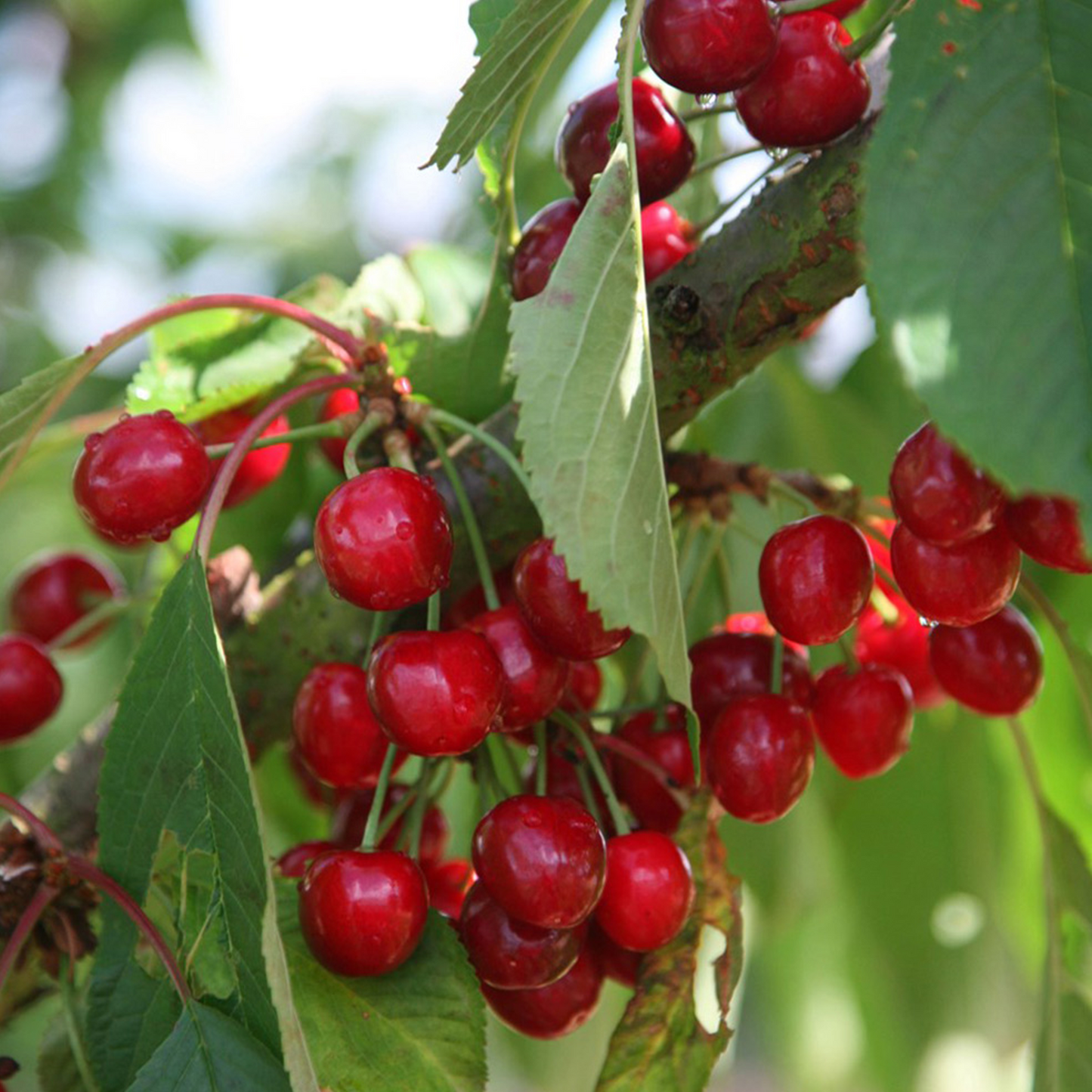 Cherry Stella (12L, 4-5ft)