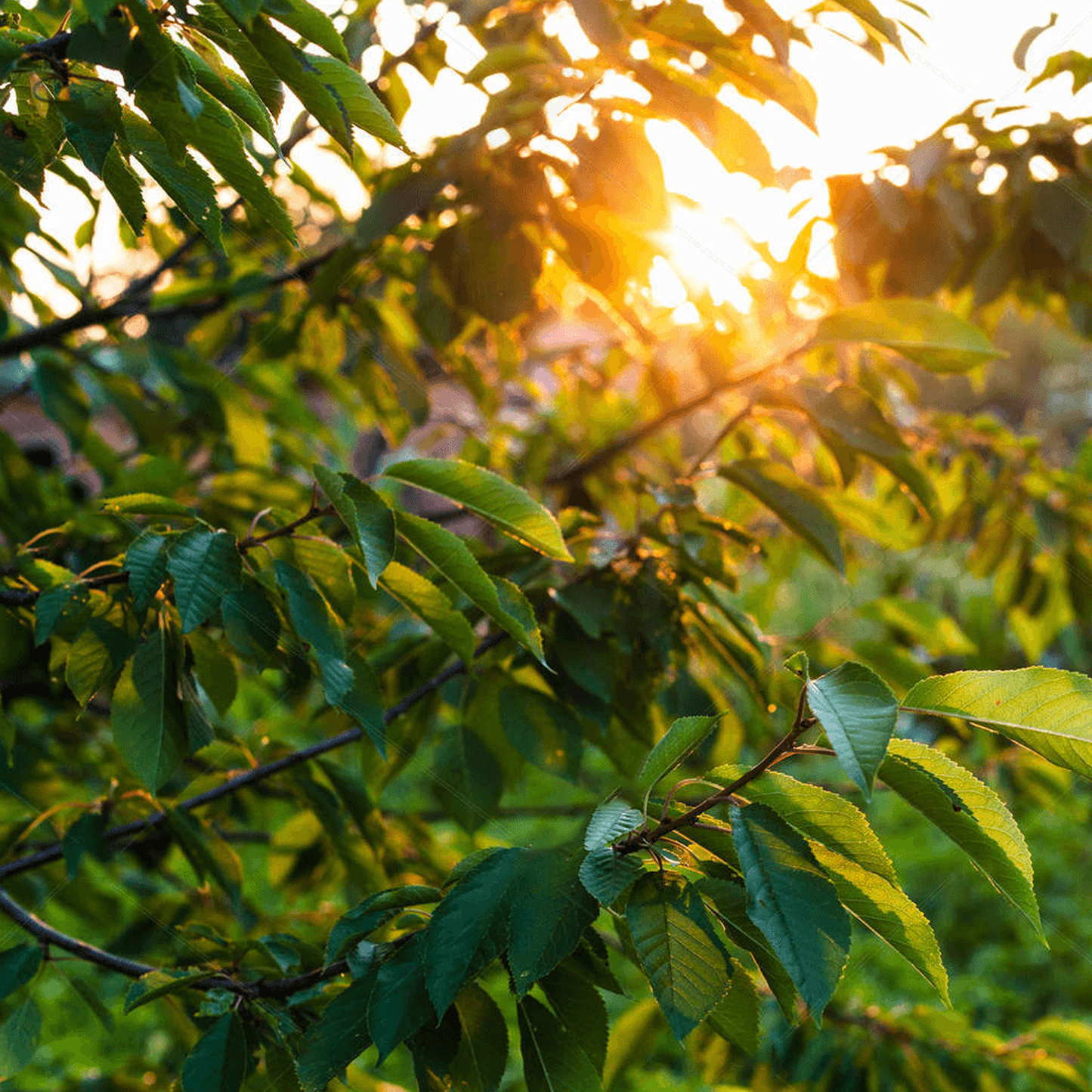 Cherry Summer Sun (12L, 4-5ft)