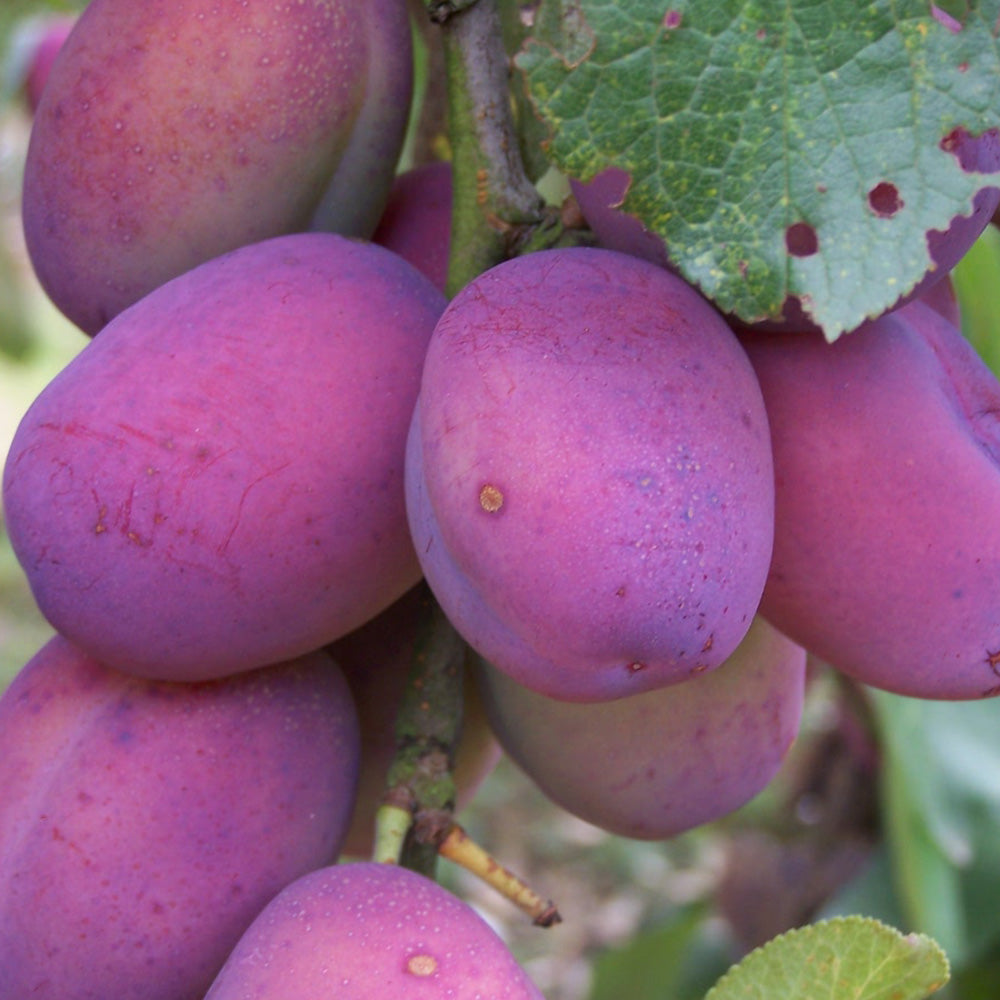 Plum Victoria (12L, 4-5ft)