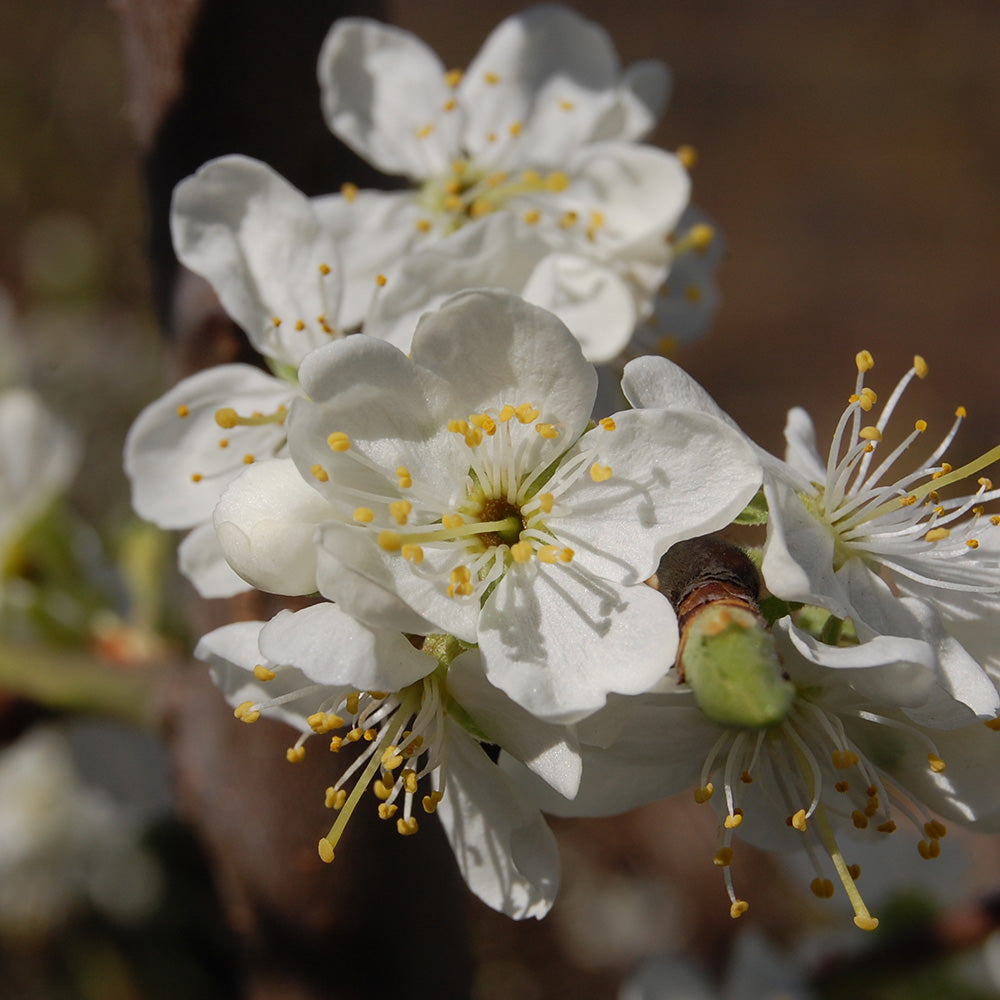Plum Victoria (12L, 4-5ft)