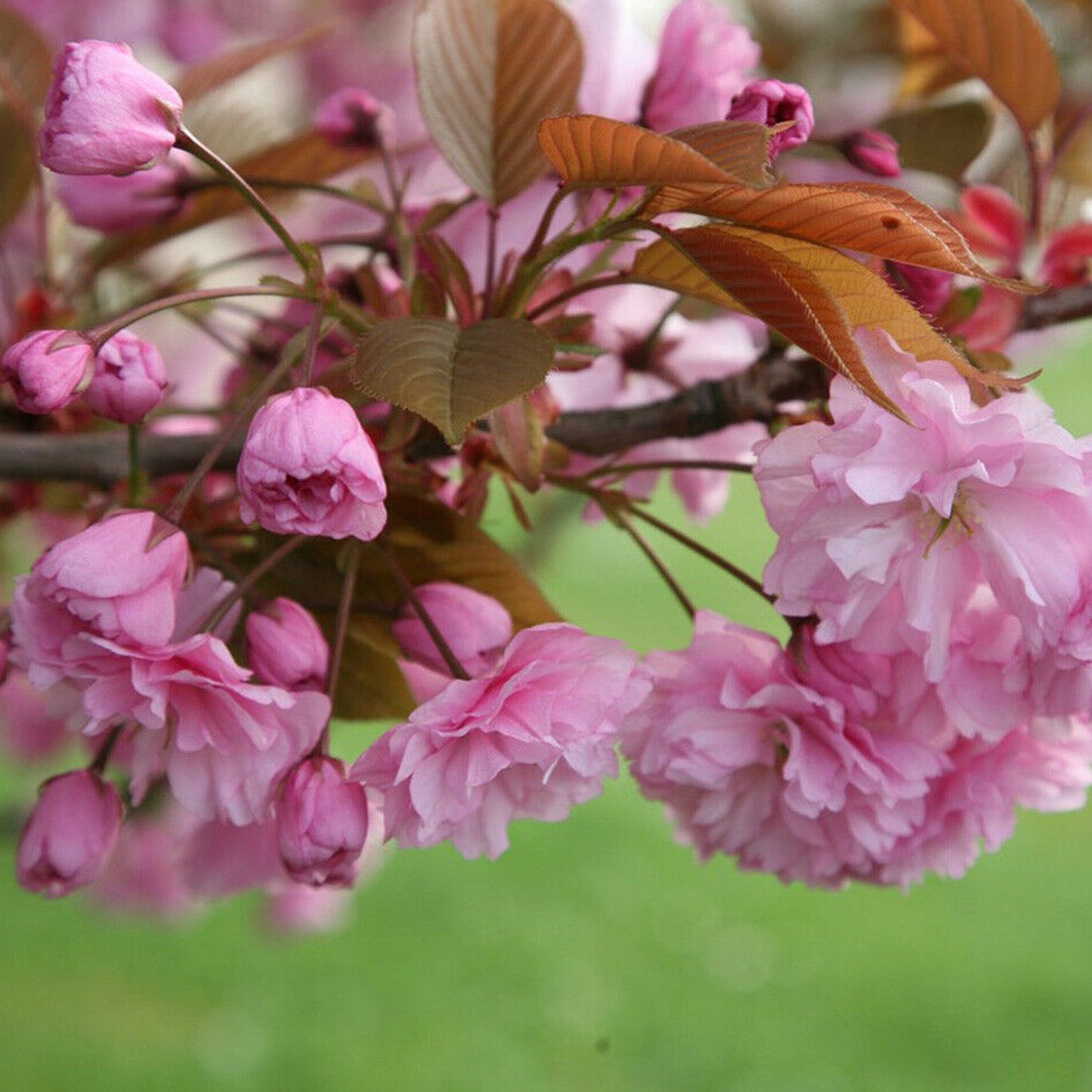 Prunus Kanzan Patio Tree