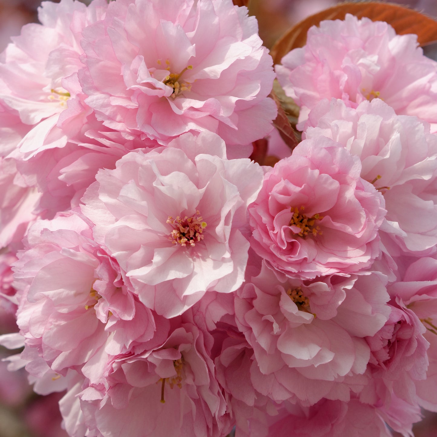 Prunus Kanzan Patio Tree