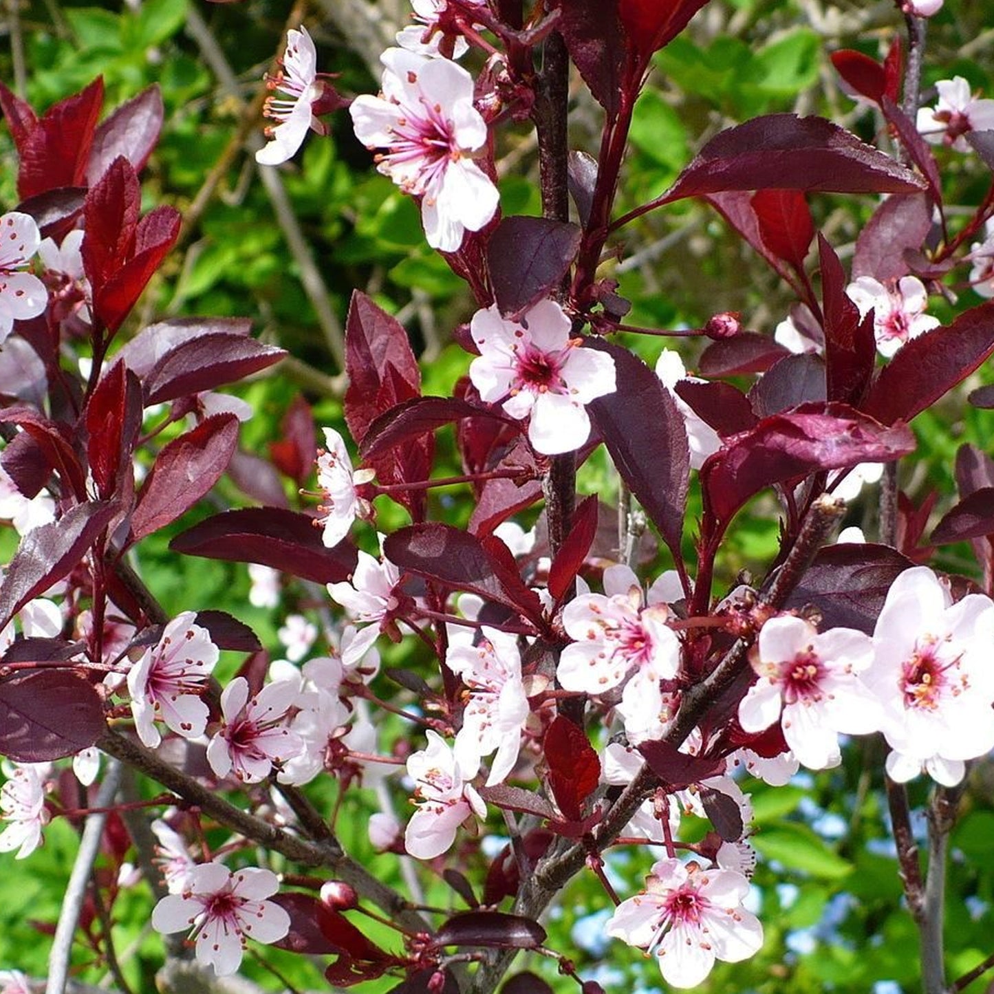 Prunus Cistena Patio Tree